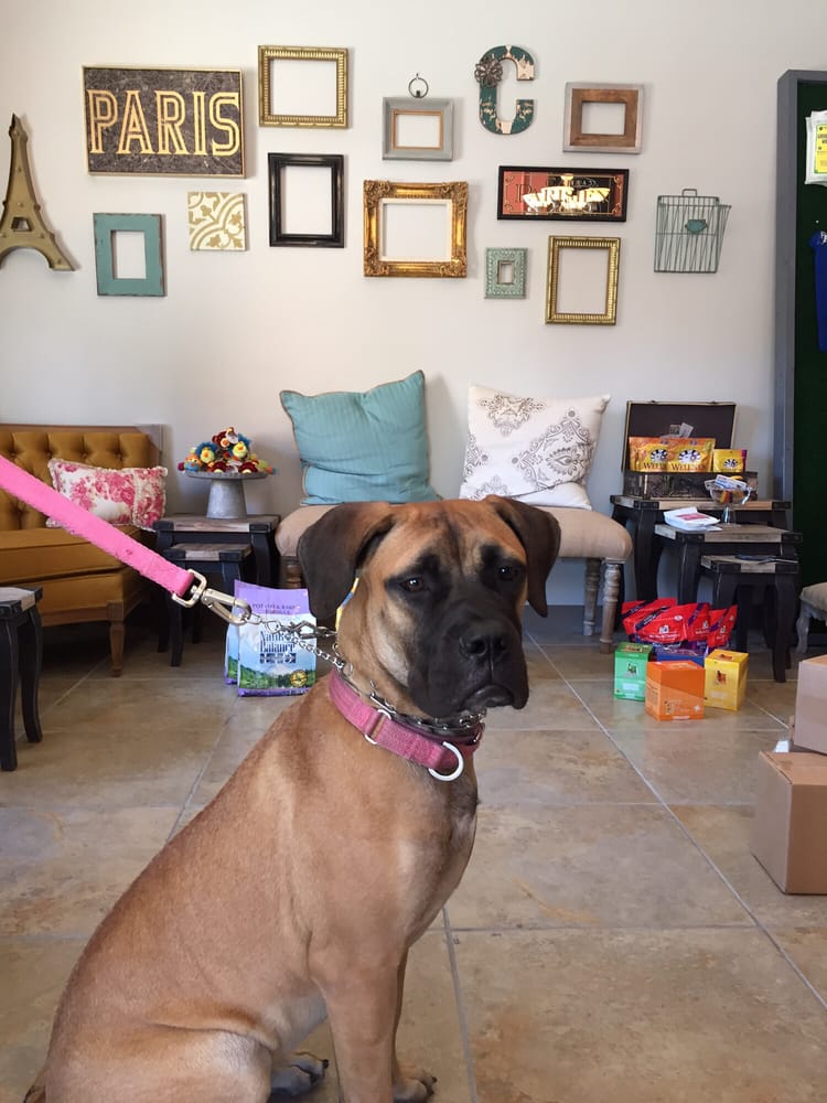 Château le Woof Pet Stores Astoria Astoria, NY Reviews Photos