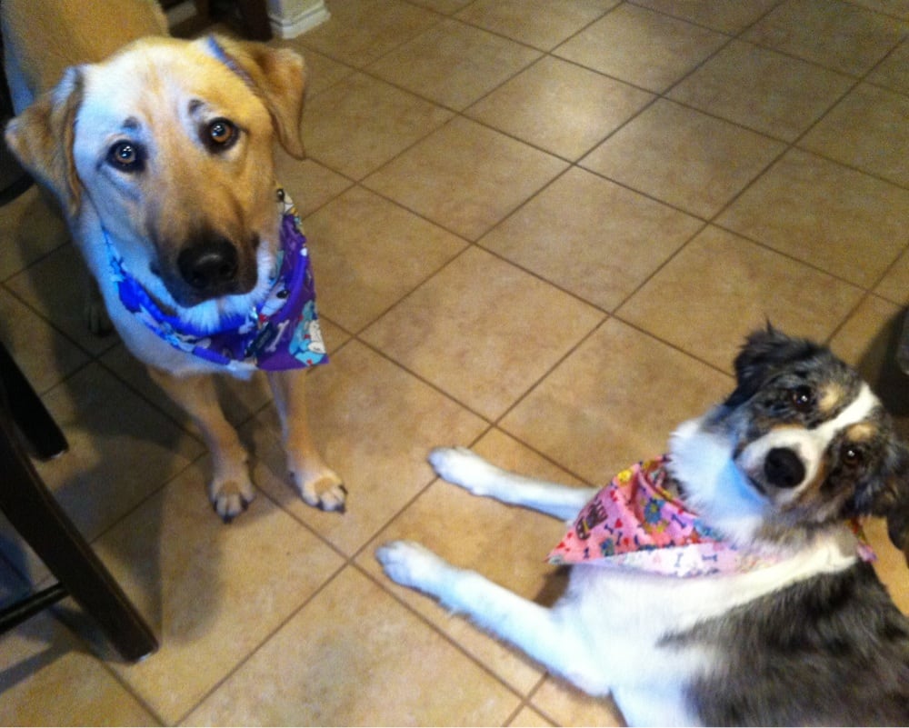 Laura’s Doggie Doo’s 134 Photos Pet Groomers Austin, TX Reviews