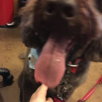 Dog Grooming Capitol Hill Seattle Dog Grooming Capitol Hill Seattle