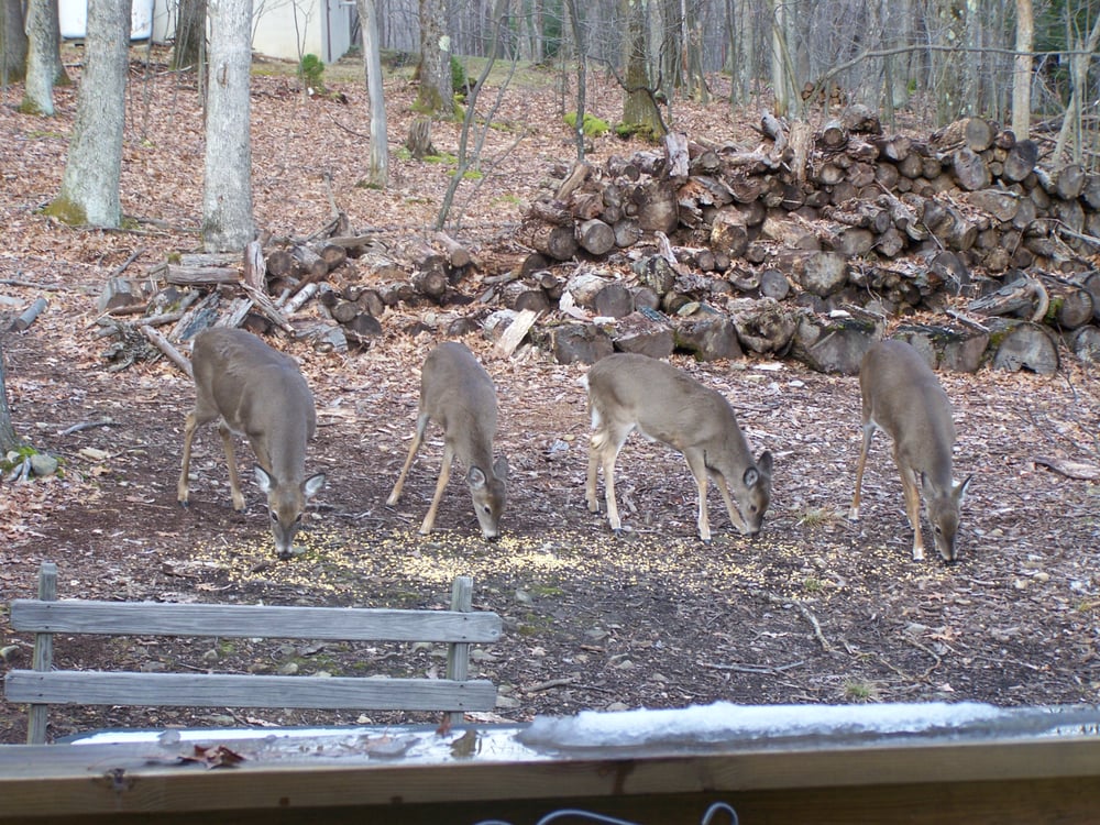 Alpine Lake Resort 20 Photos American (Traditional) Terra Alta