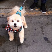 The Santee Alley - Los Angeles, CA, United States. cutest dog next to Boo