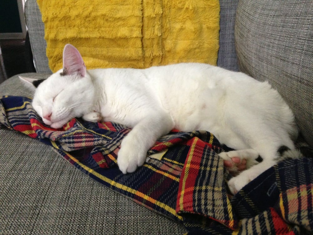 Cameron Animal Hospital Veterinarians Montclair, NJ Reviews