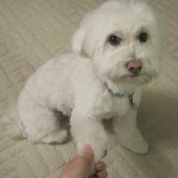 Five Paws Dogs Grooming Salon