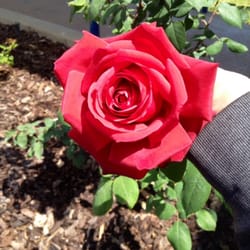 Glendora City of logo