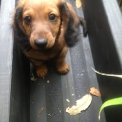 Dog Walking Services Austin Tx Dog Walking Services Austin Tx