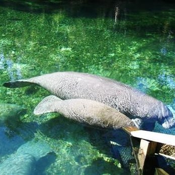 Blue Springs State Park - 123 Photos - Parks - 2100 W French Ave