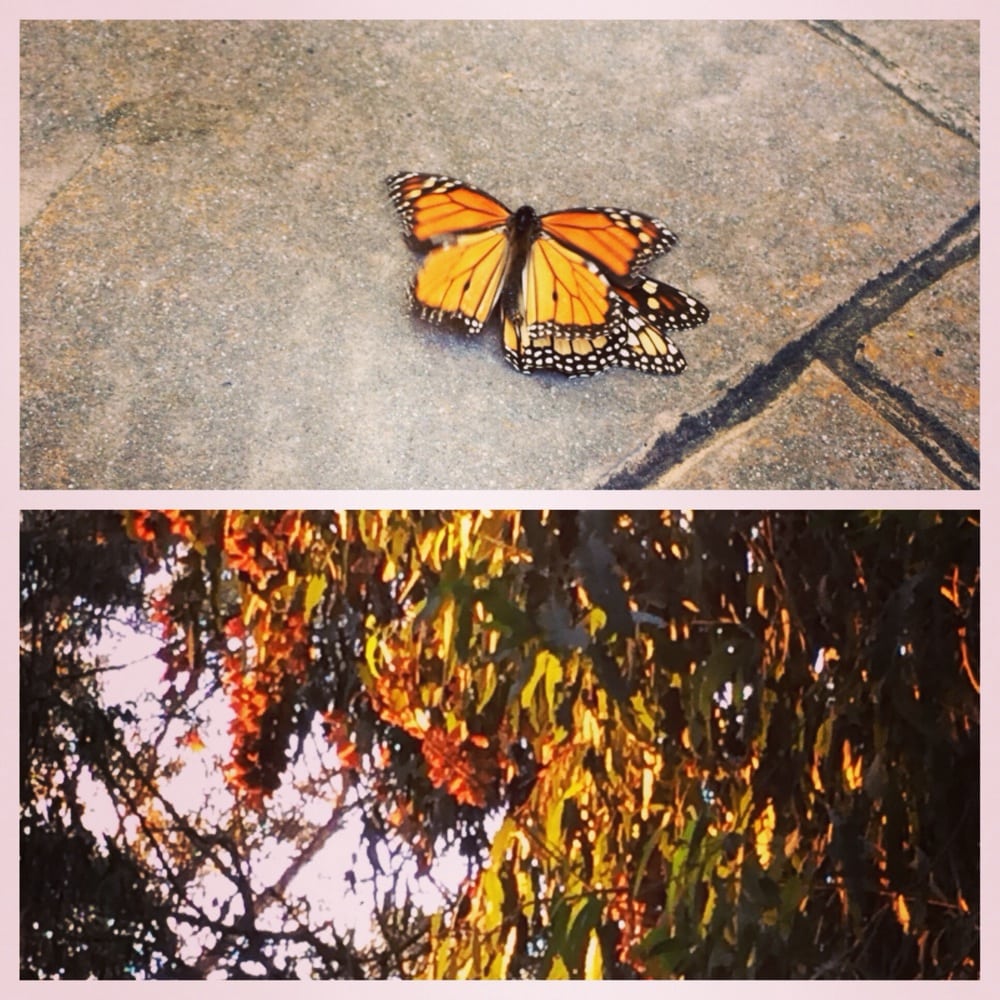 Coronado Butterfly Preserve Parks Goleta, CA Reviews Photos Yelp
