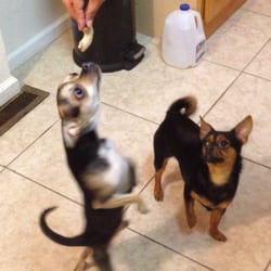 Smith Veterinary Hospital logo