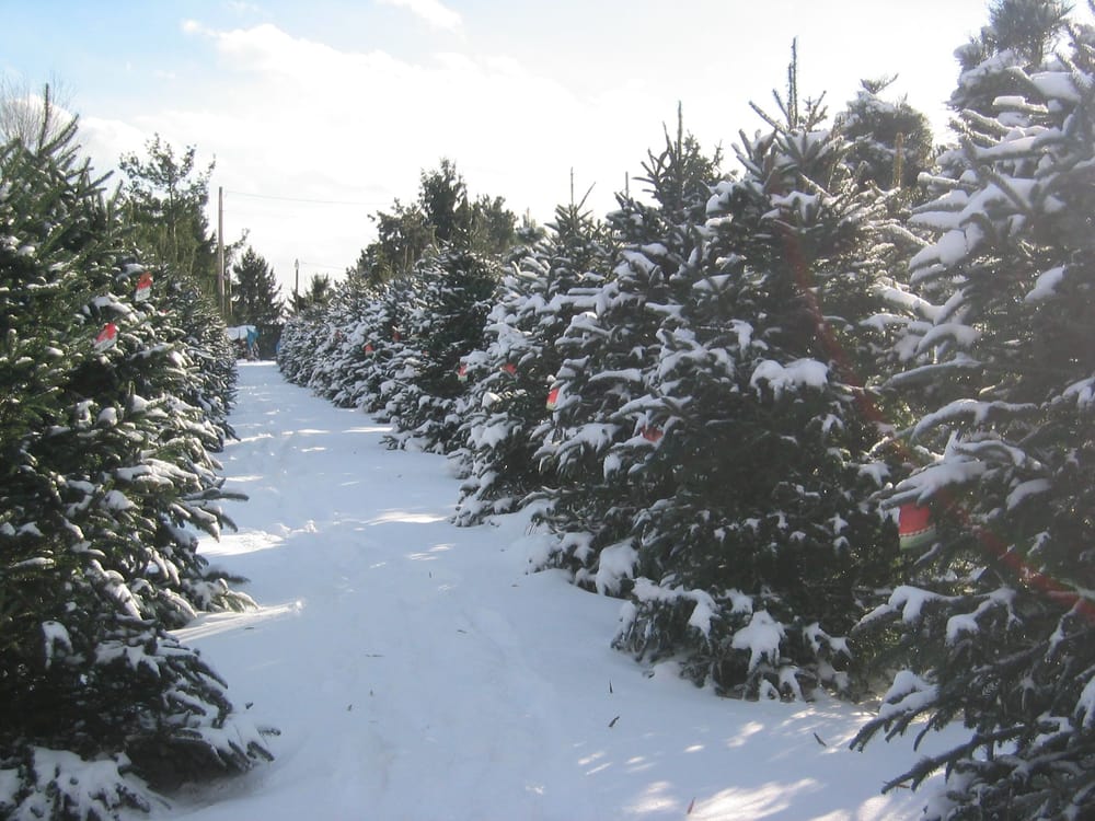 medina christmas tree farm medina oh yelp medina christmas tree farm medina oh yelp