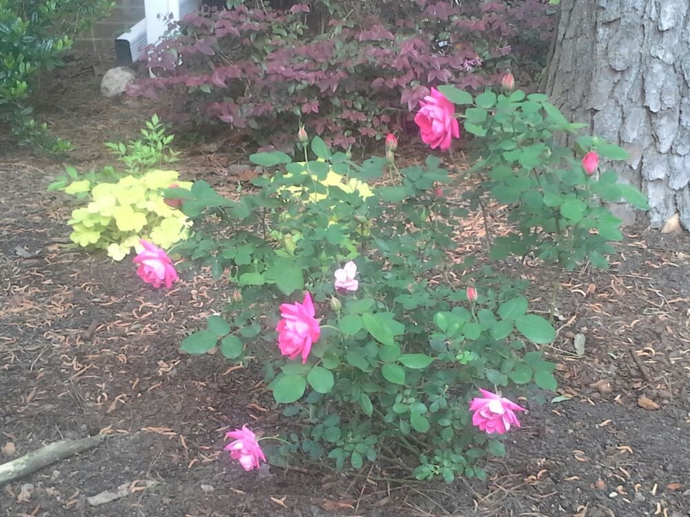 Garden Supply Company - Nurseries & Gardening - Cary, NC - Yelp