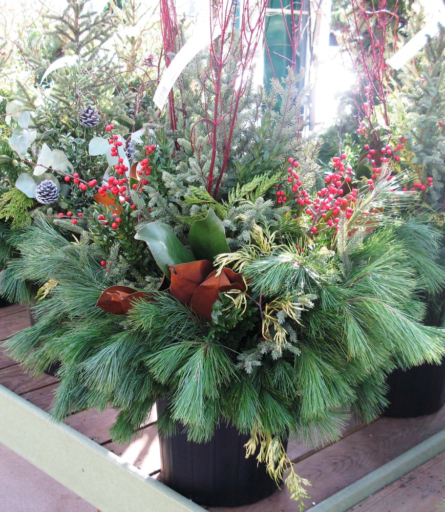 Spruce tip pots arriving week of November 20 Yelp