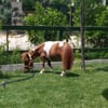 Dila Atli Spor Kulubu