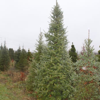 luers christmas tree farm 83 photos christmas trees luers christmas tree farm 83 photos christmas trees