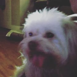 Dog Training Boynton Beach Fl Dog Training Boynton Beach Fl