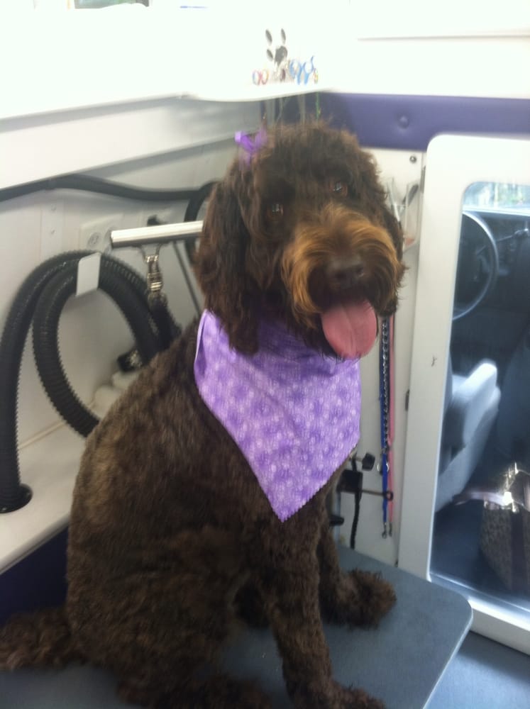grooming near me yelp photos for paws mobile grooming yelp grooming near me yelp photos for paws mobile grooming yelp