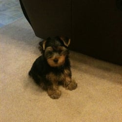 tiny yorkie kisses reviews tiny yorkie kisses fairfield ca united states yelp tiny yorkie kisses reviews tiny yorkie kisses fairfield ca united states yelp