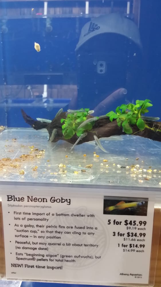 Albany Aquarium Pet Stores Albany, CA Yelp