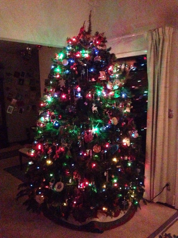enchanted forest christmas trees willow glen san jose enchanted forest christmas trees willow glen san jose