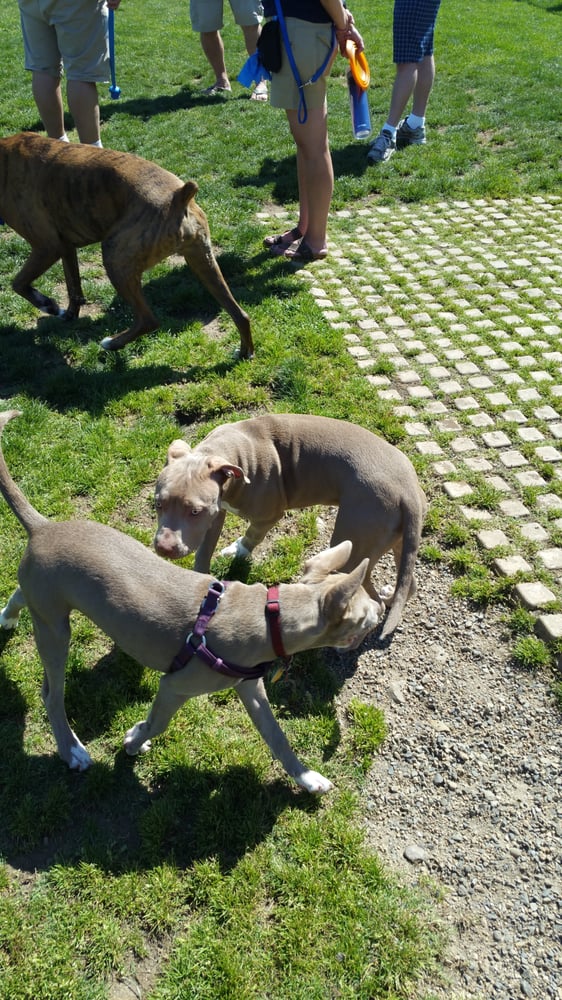 Phoenix Dog Park 27 Photos Dog Parks Fair Oaks, CA Reviews Yelp