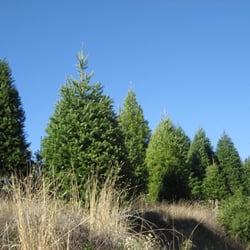 timberline christmas tree farm christmas trees los timberline christmas tree farm christmas trees los