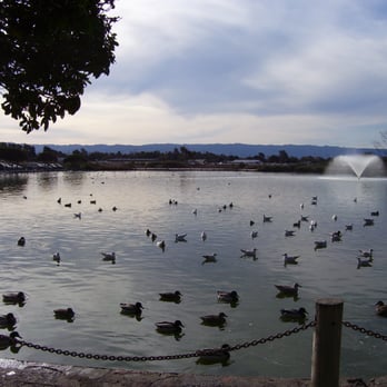 Palo Alto Duck Pond - So many ducks - Palo Alto, CA, United States