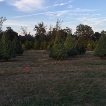 shady pond tree farm nurseries gardening 37226 pine shady pond tree farm nurseries gardening 37226 pine