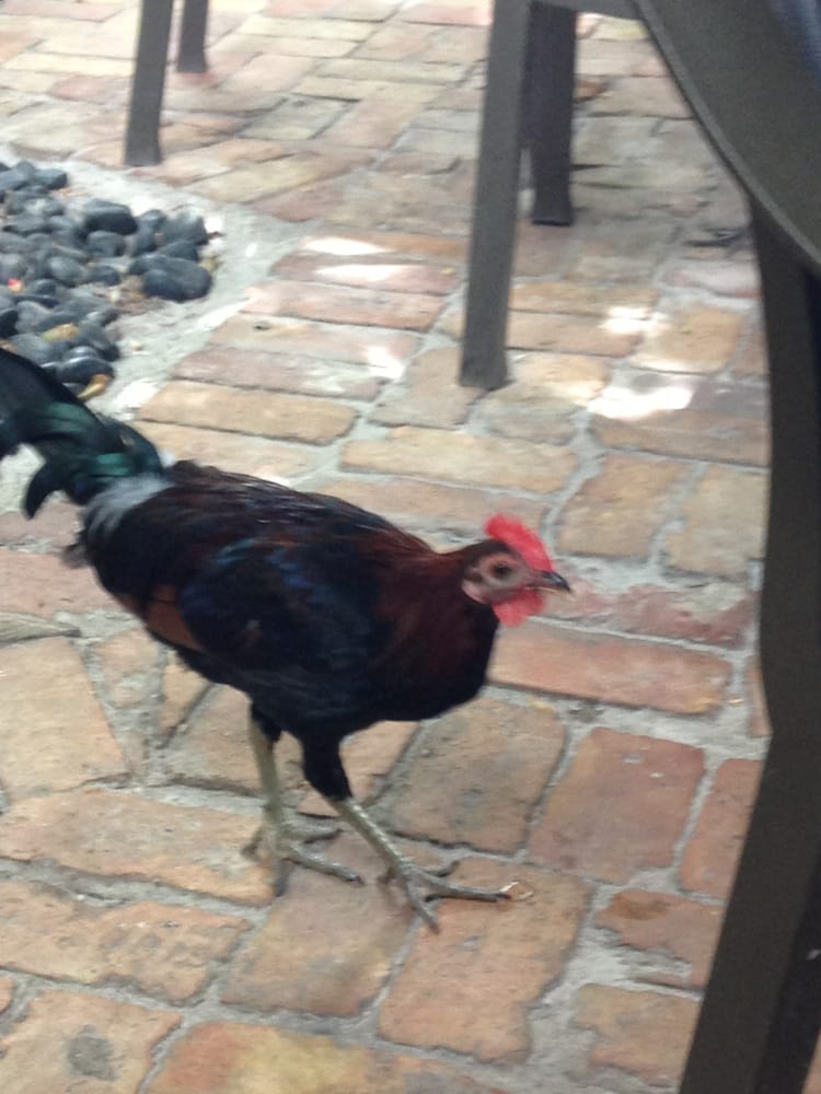 Blue Heaven 1195 Photos Breakfast & Brunch Key West, FL Reviews