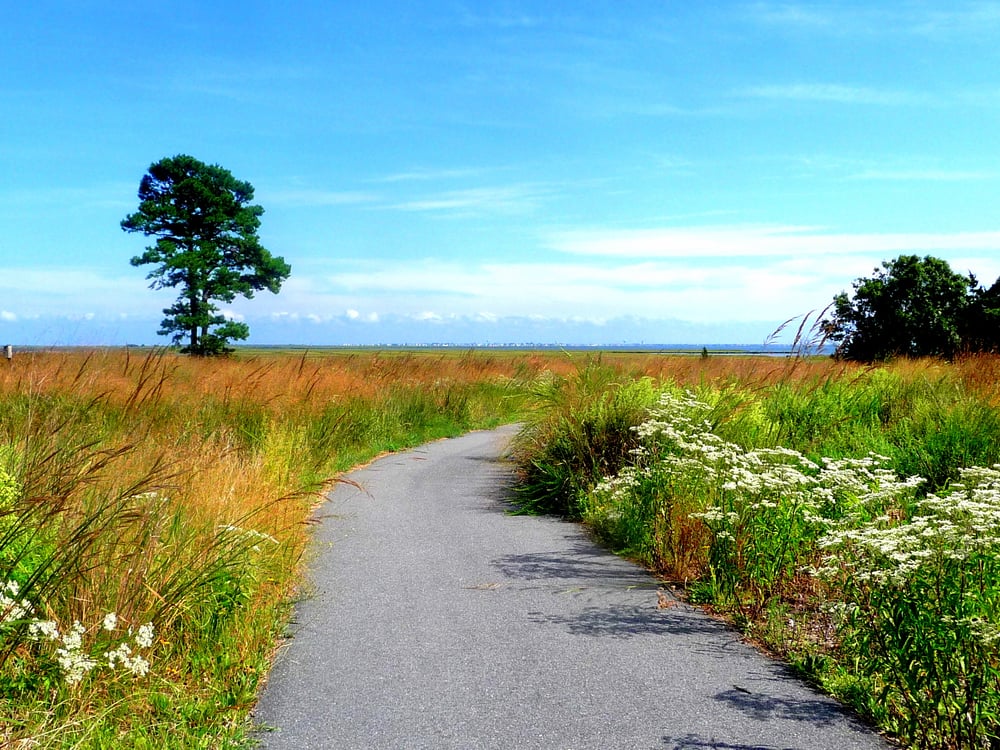 Edwin B. Forsythe National Wildlife Refuge 49 Photos Active Life