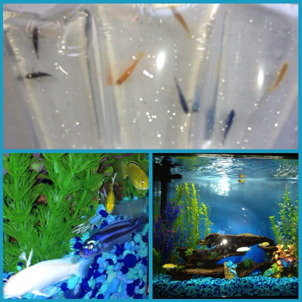 Neighborhood Fish Farm Miami, FL Yelp