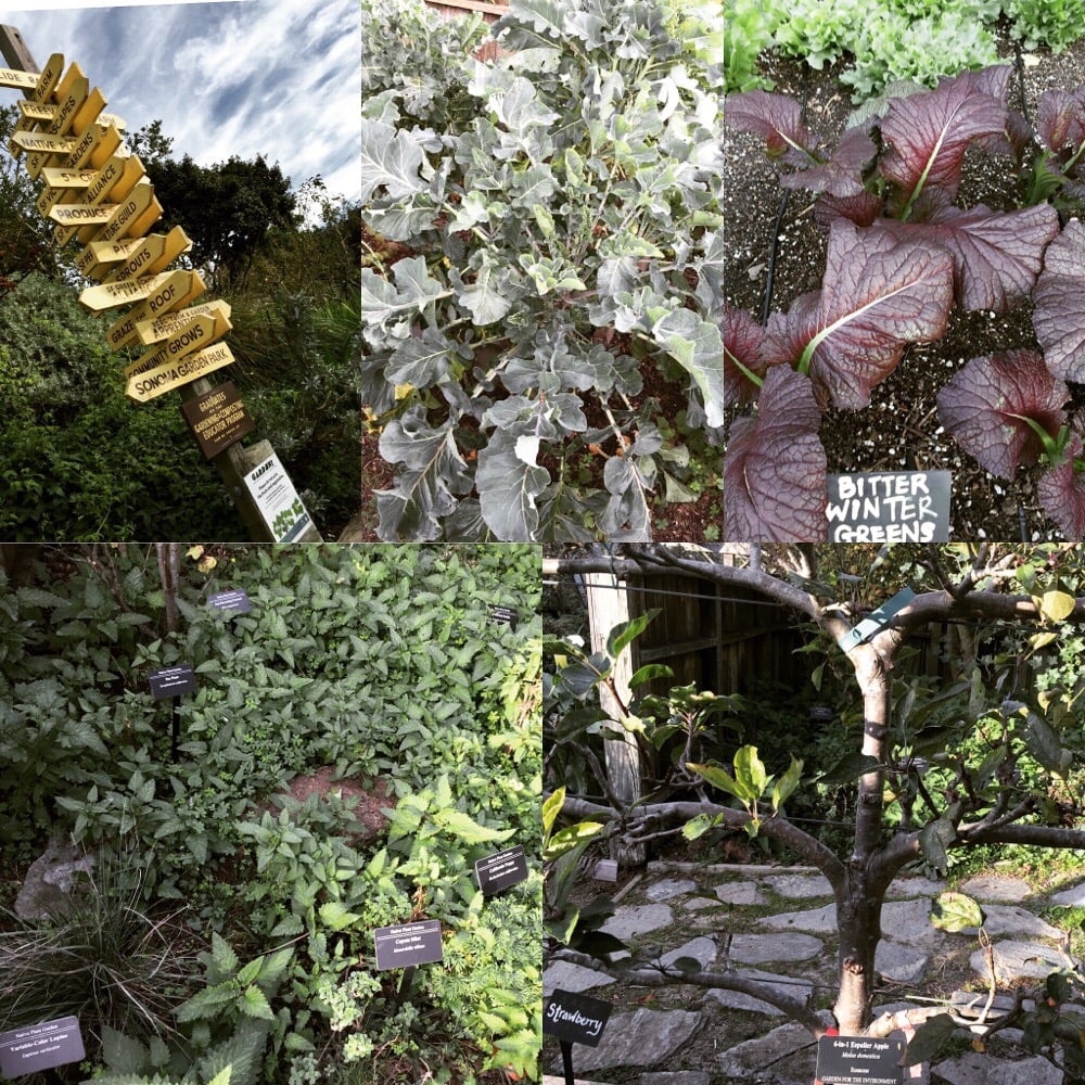 Garden for the Environment - 14 Photos - Parks - Inner Sunset - San