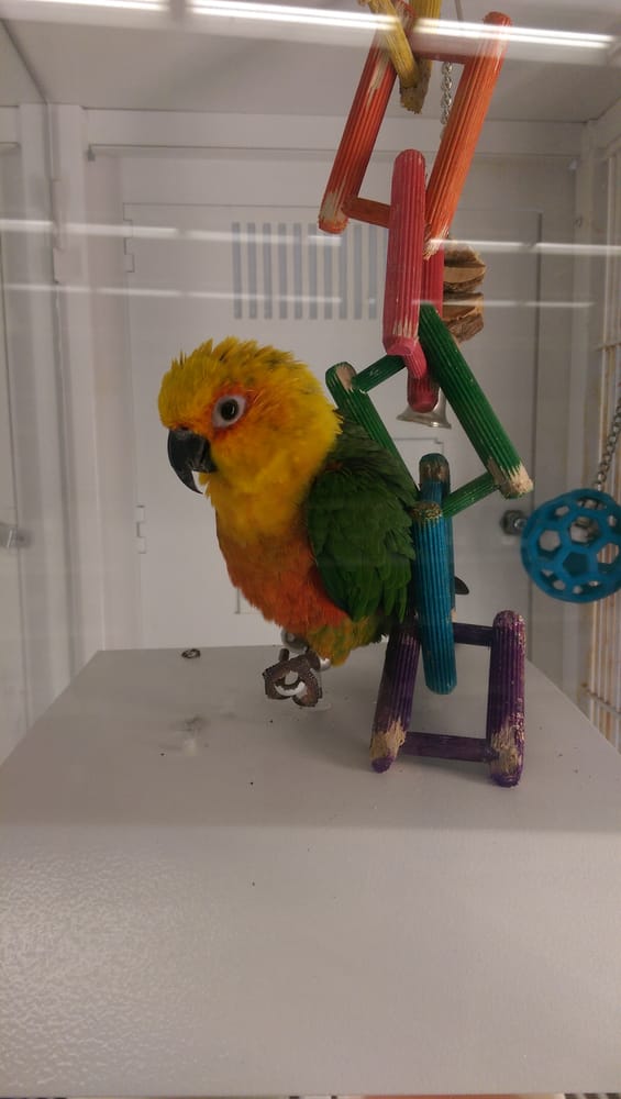 Petco Pet Stores Westminster, CA Yelp