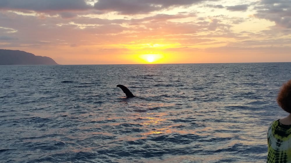 North Shore Catamaran Charters Boating Haleiwa, HI Yelp