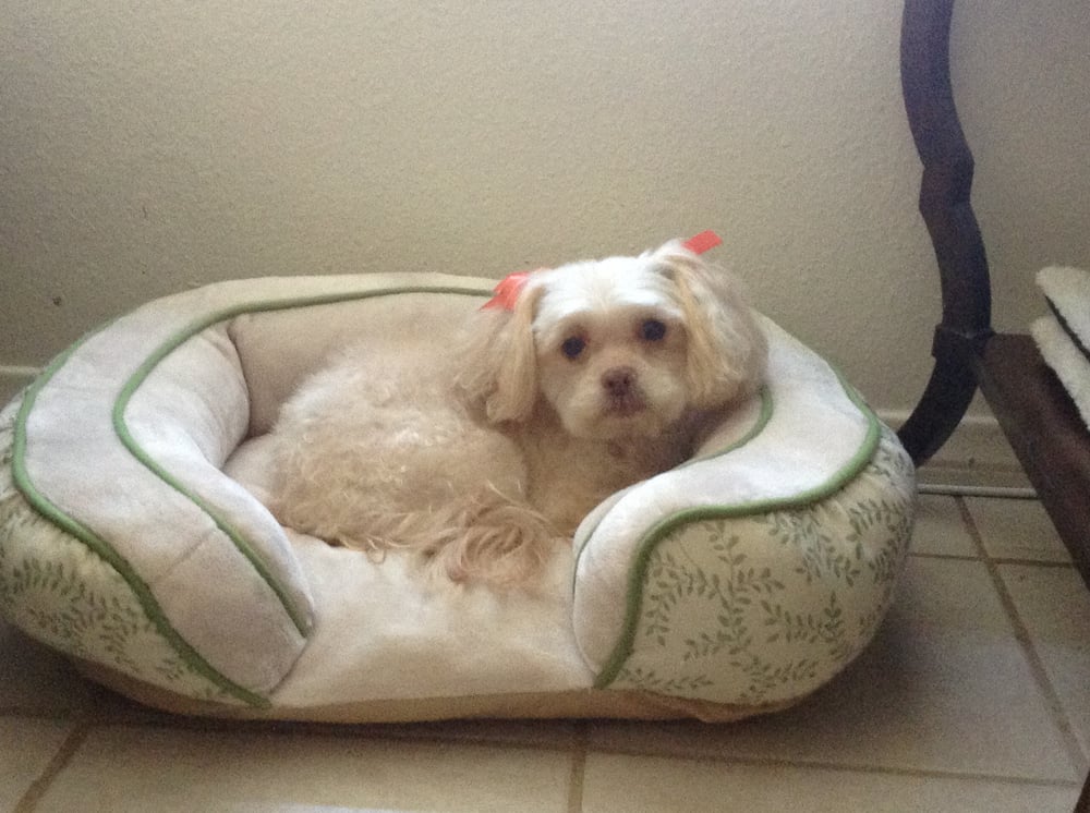 Posh Poodle Dog Grooming Pet Groomers Lemon Grove Lemon Grove, CA