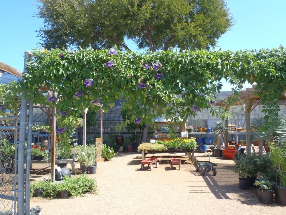 Evergreen Garden Nurseries & Gardening Beacon Hill San Antonio