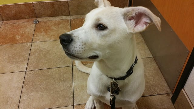 Grace Park animal hospital morrisville Grace Park animal hospital morrisville