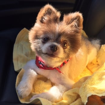 top 28 not shabby grooming how to cut dog s hair at home in 4 life hacking steps dog and top 28 not shabby grooming how to cut dog s hair at home in 4 life hacking steps dog and