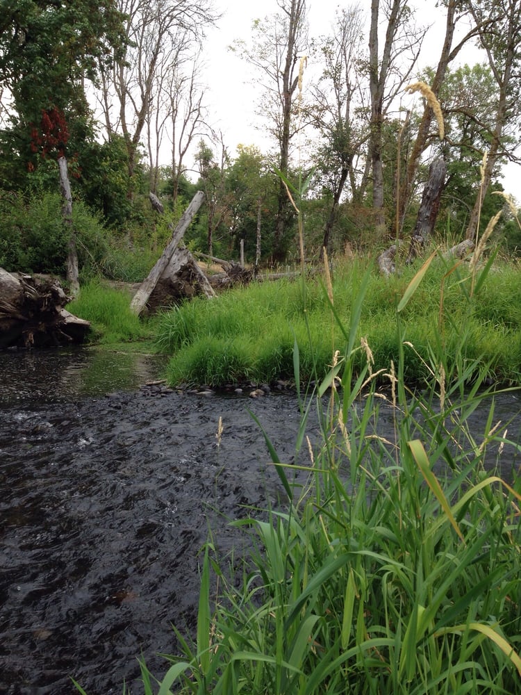 Salmon Creek Park 13 Photos Parks Vancouver, WA Reviews Yelp