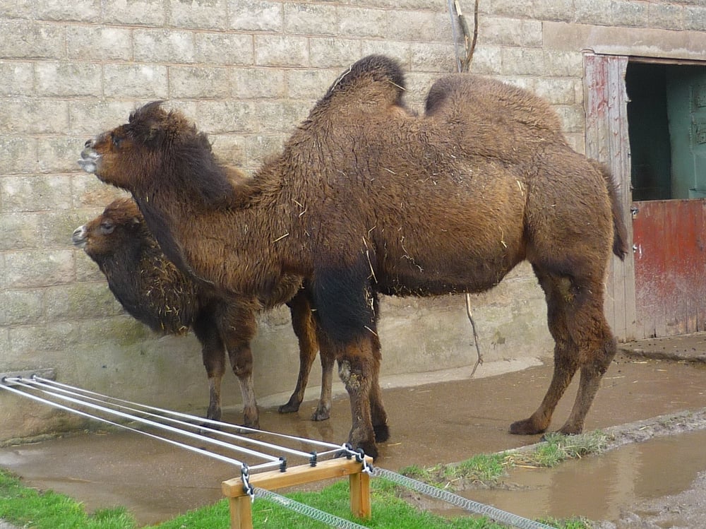 Welsh Mountain Zoo - 23 Photos - Zoos - Colwyn Bay, Conwy, United