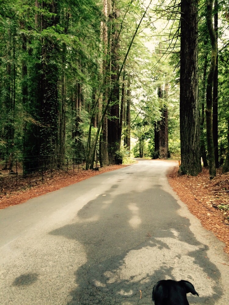 Bohemian Grove Venues & Event Spaces Monte Rio, CA Reviews