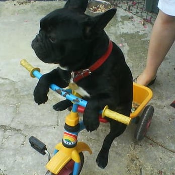 rencontre bouledogue francais lille