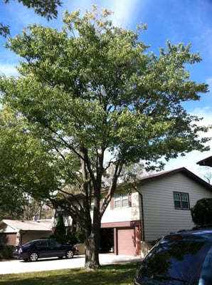 maple tree near house trimmed a a maple tree which was getting to the house yelp maple tree near house trimmed a a maple tree which was getting to the house yelp