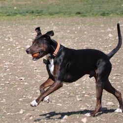 Do Me A Favor, Inc logo