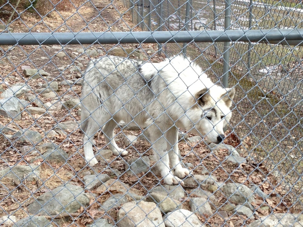Lakota Wolf Preserve - 15 Photos - Zoos - 120 Mt Pleasant Rd - Columbia