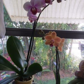 orchids boutique natural mine needs space mini any beauty fl miami