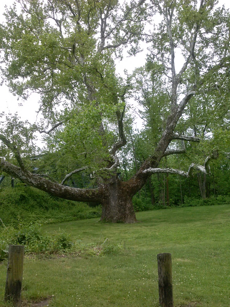 Pinchot Sycamore Tree Park 12 Photos Parks Hartford Rd Rt 185