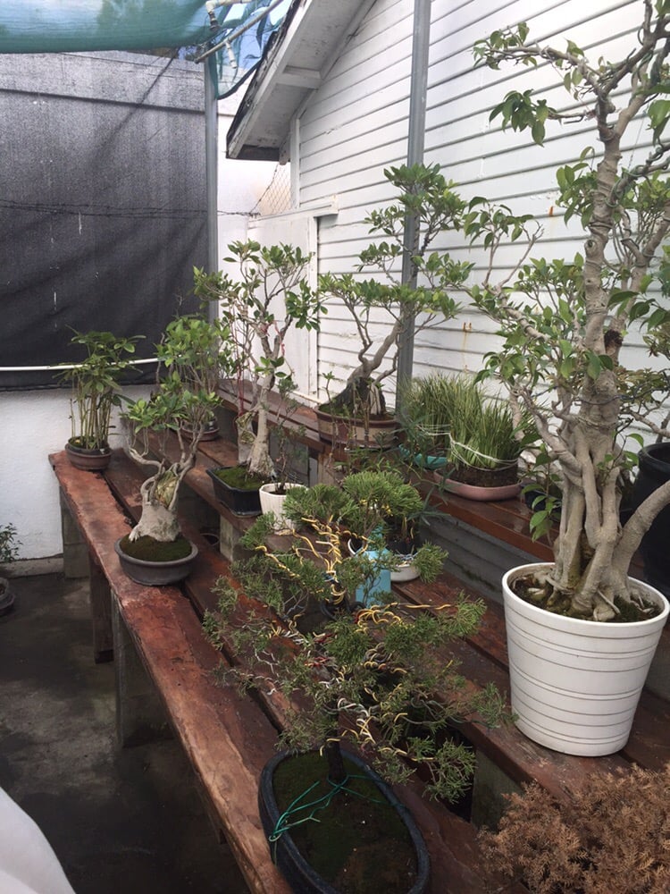 Exotic Bonsai Nurseries & Gardening East Hollywood Los Angeles