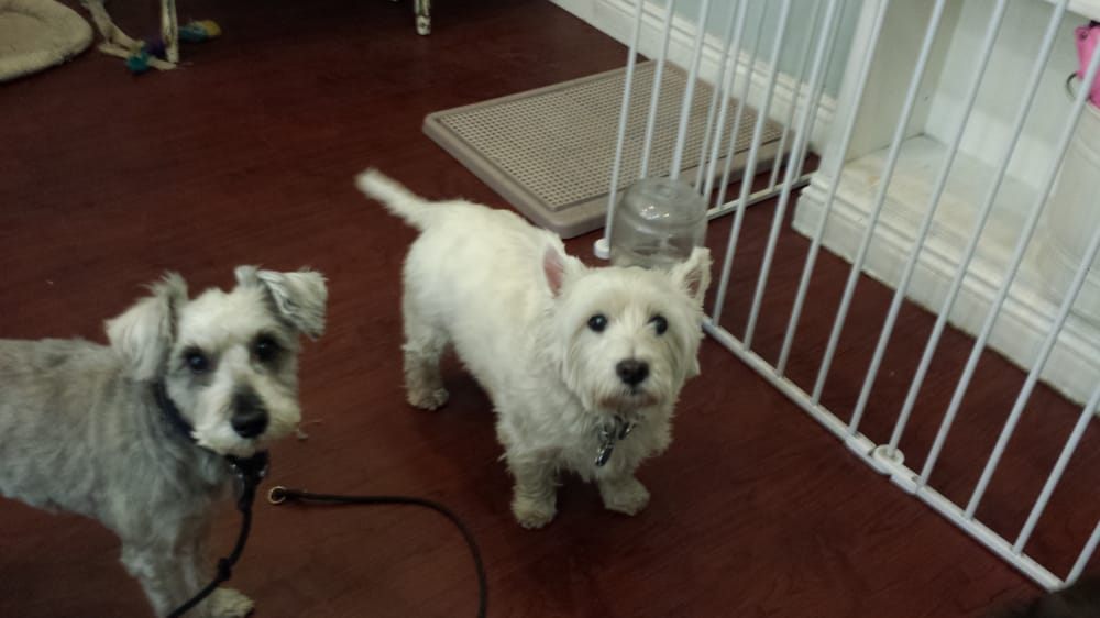 New York Dog Nanny 152 Photos Pet Training Flatiron New York