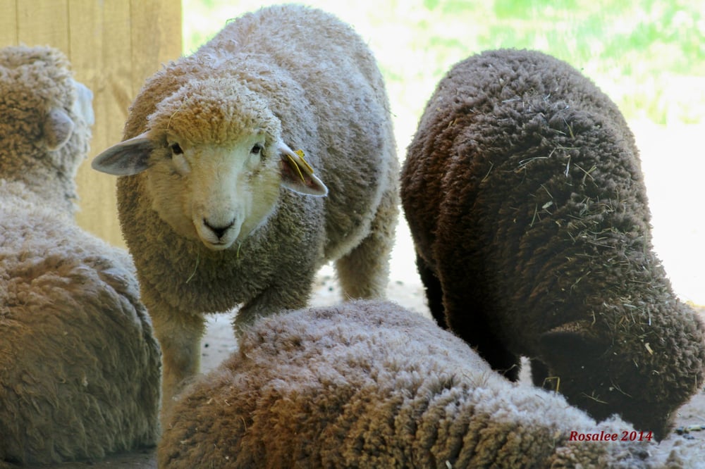 Mass Audubon Drumlin Farm Wildlife Sanctuary 21 Photos Kids