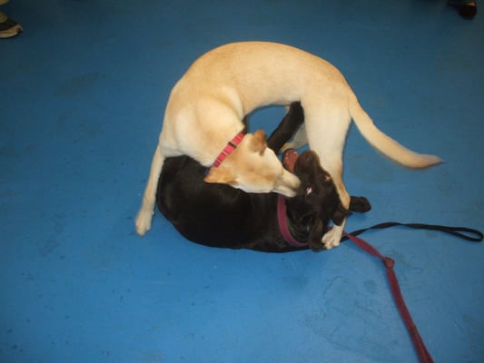 Dog Training Towson Dog Training Towson