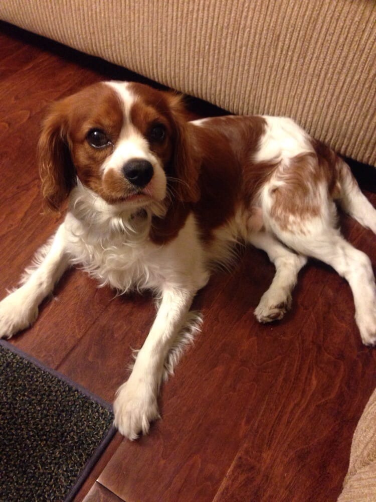 Baldwin Park Shelter - Animal Shelters - Yelp